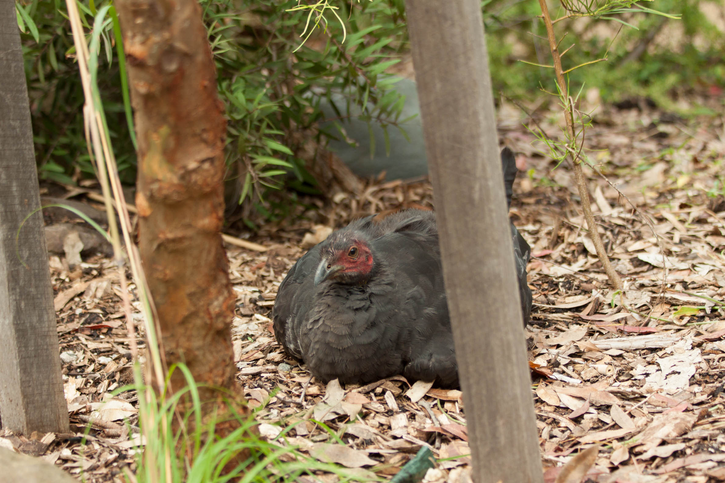 uma foto por dia - clica para aumentar