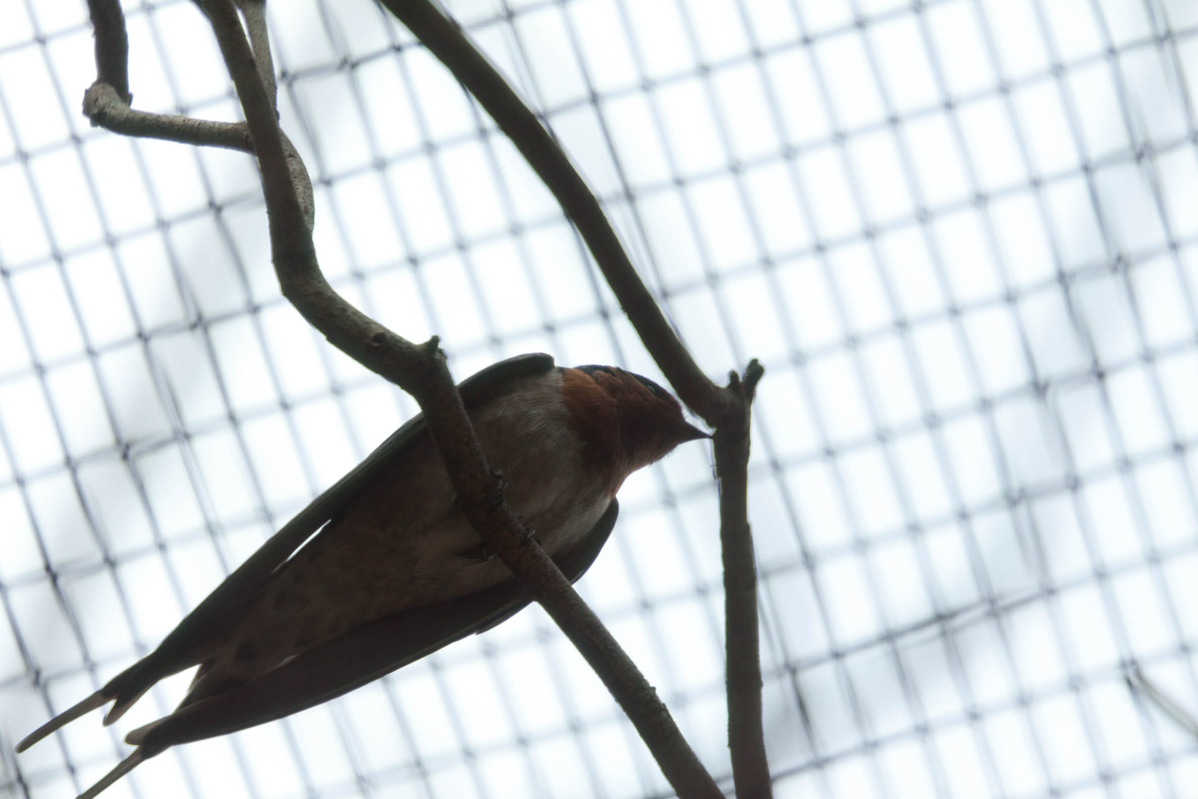 uma foto por dia - clica para aumentar