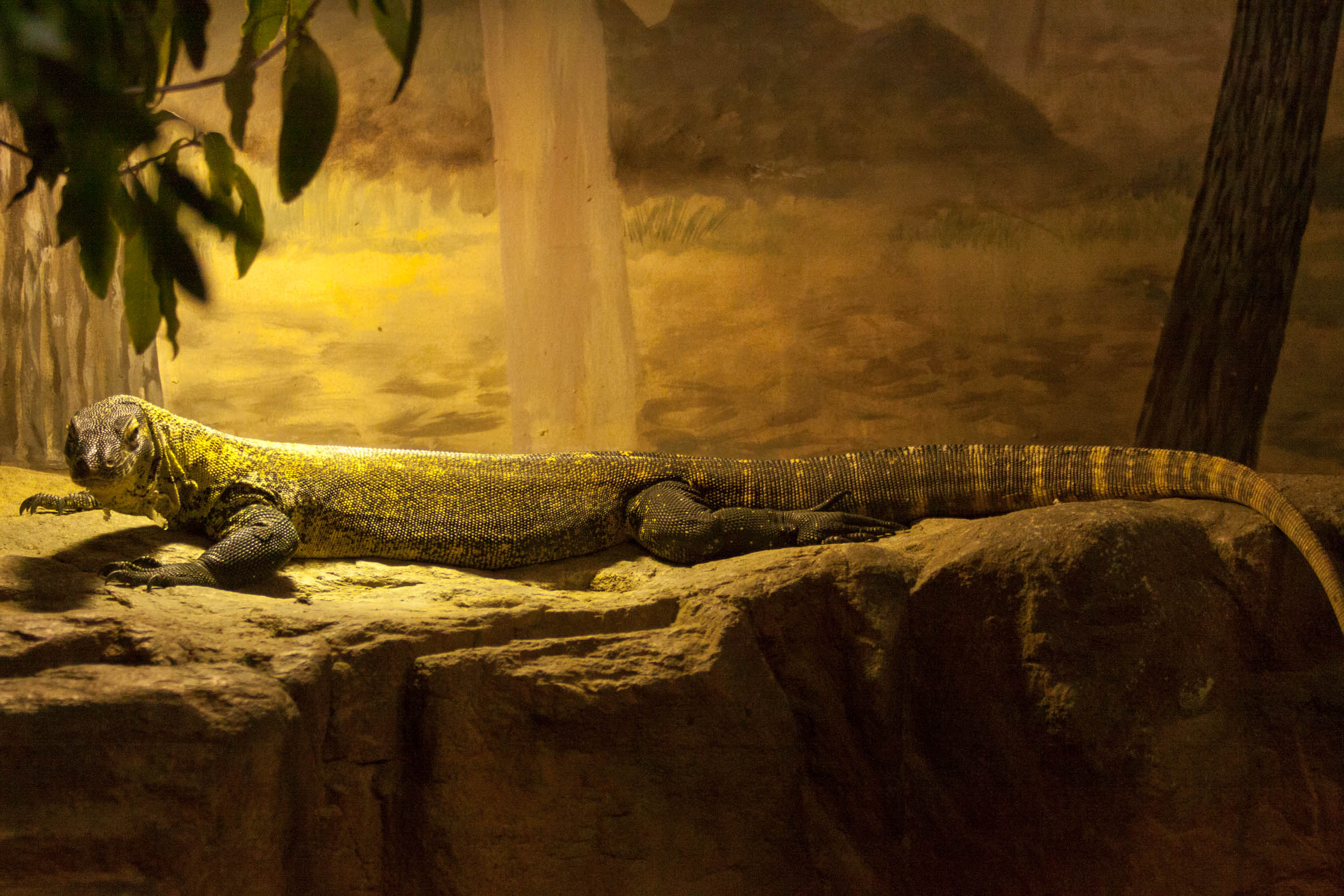 uma foto por dia - clica para aumentar