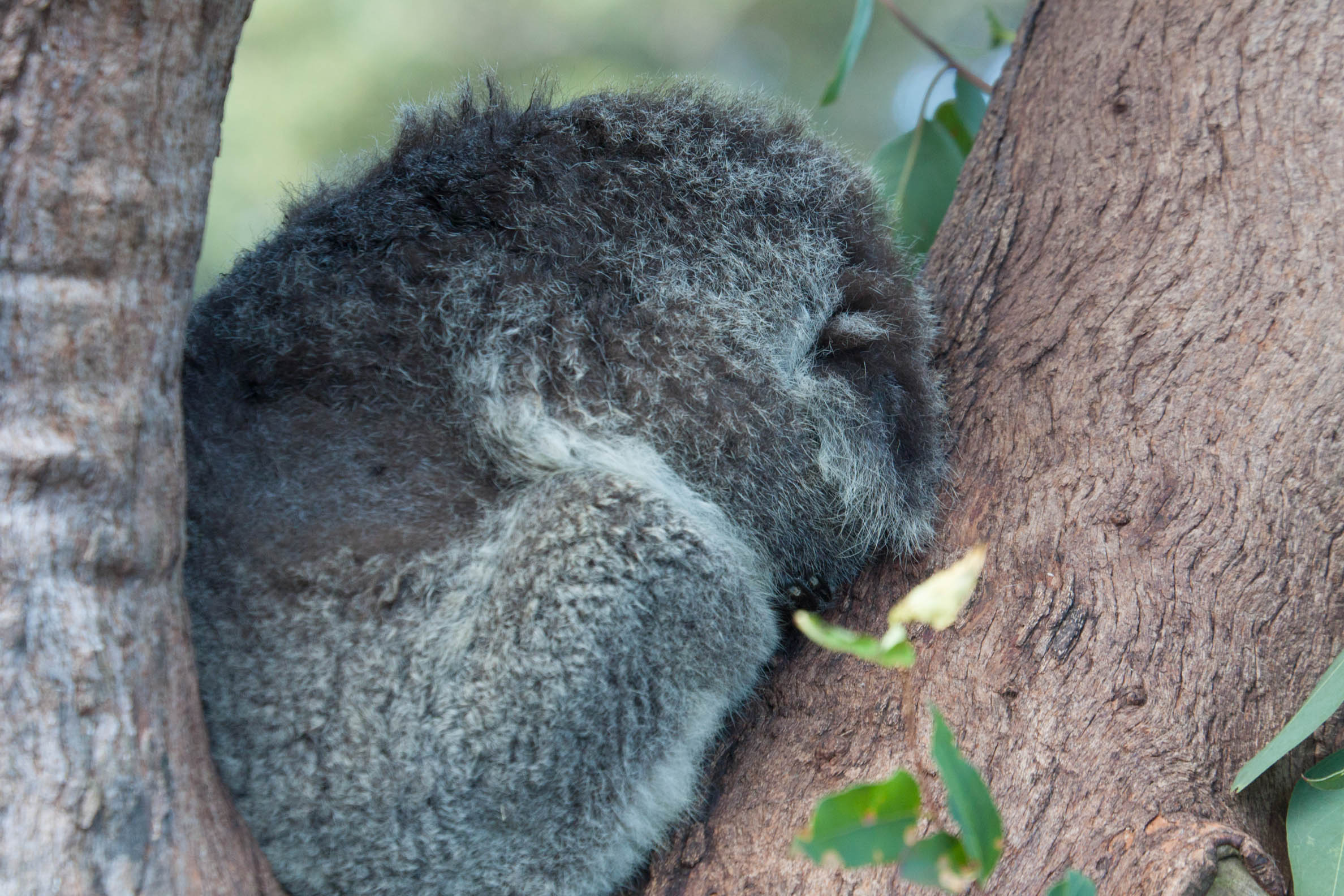 uma foto por dia - clica para aumentar