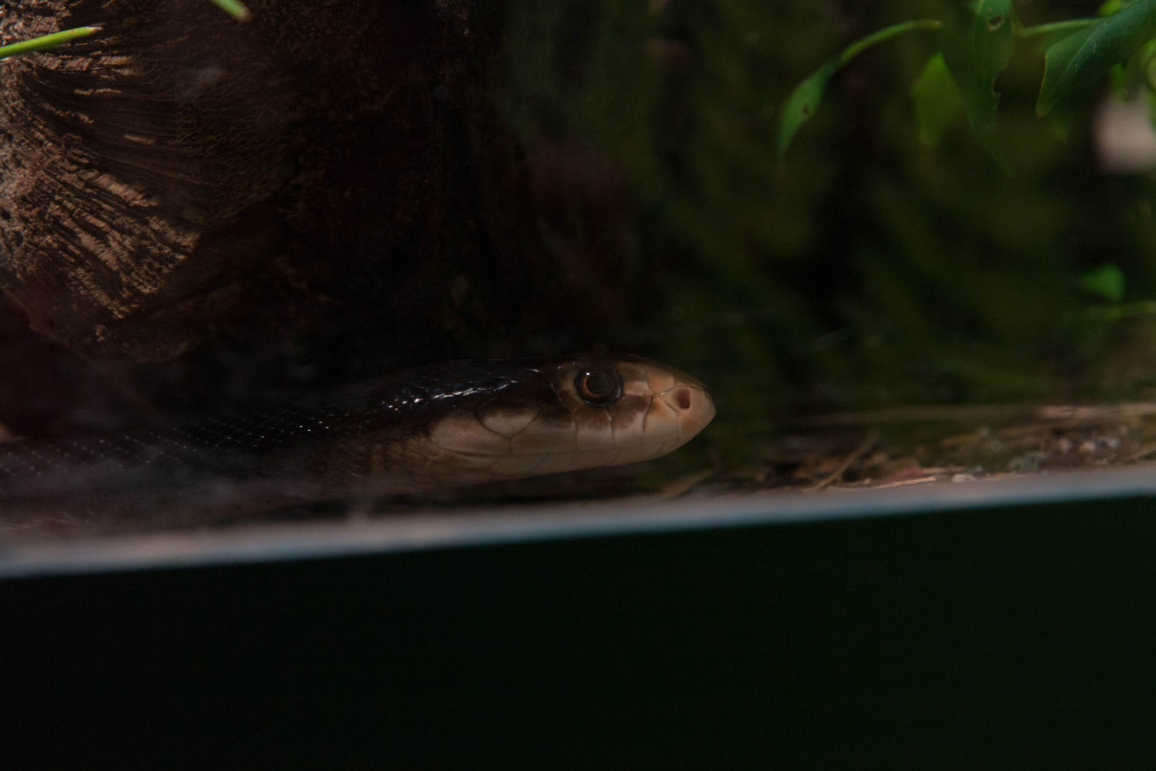 uma foto por dia - clica para aumentar